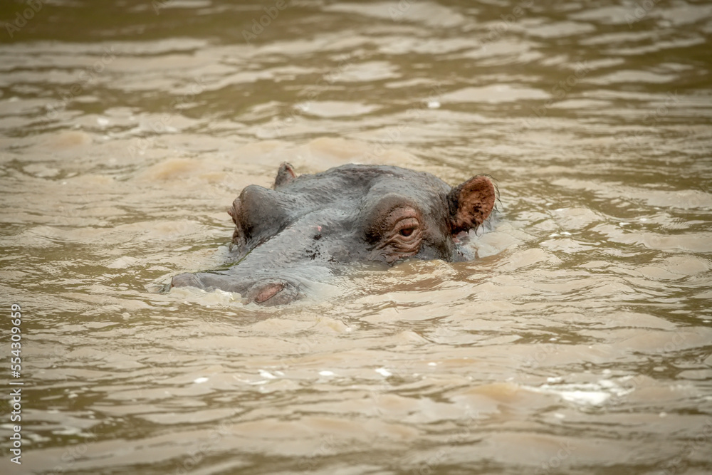 Close-up of hippo (Hippopotamus amphibius) watching camera from waterhole; Narok, Masai Mara, Kenya Close-up of hippo (Hippopotamus amphibius) watching camera from waterhole; Narok, Masai Mara, Kenya