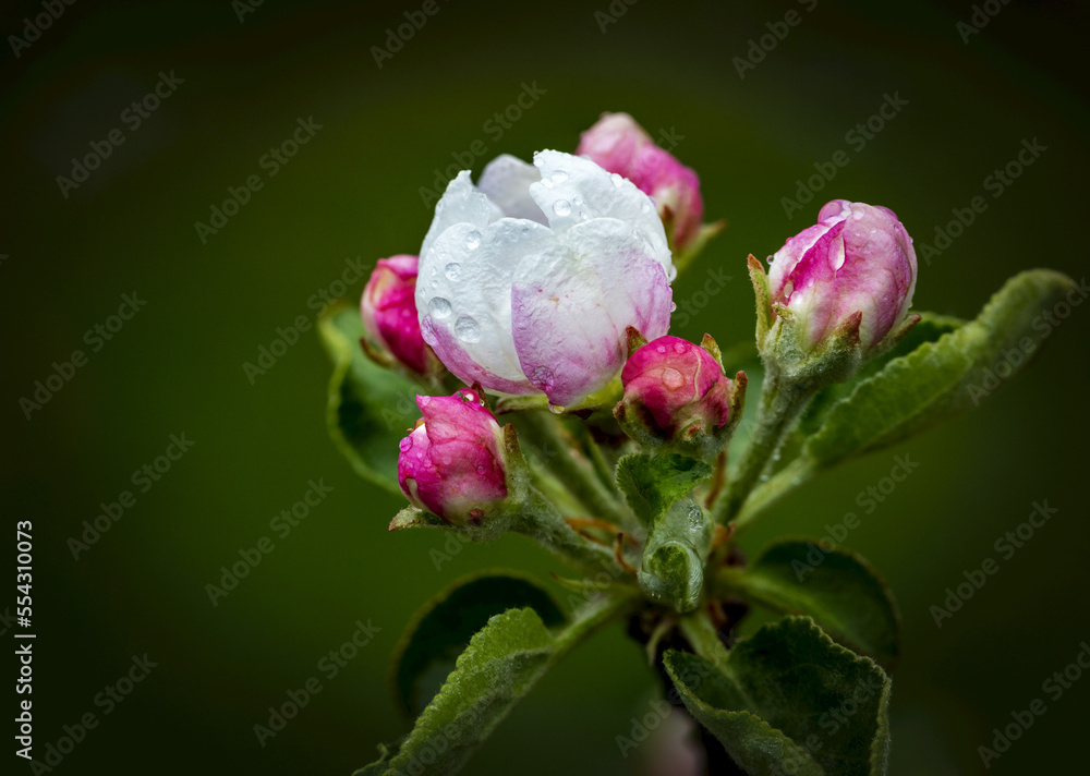 Extreme close-up of early apple blossoms with rain droplets; Calgary, Alberta, Canada Extreme close-up of early apple blossoms with rain droplets; Calgary, Alberta, Canada