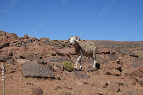 La grande traversée de l’Atlas au Maroc, 18 jours de marche. Rencontre avec un magnifique bélier, chef du troupeau.