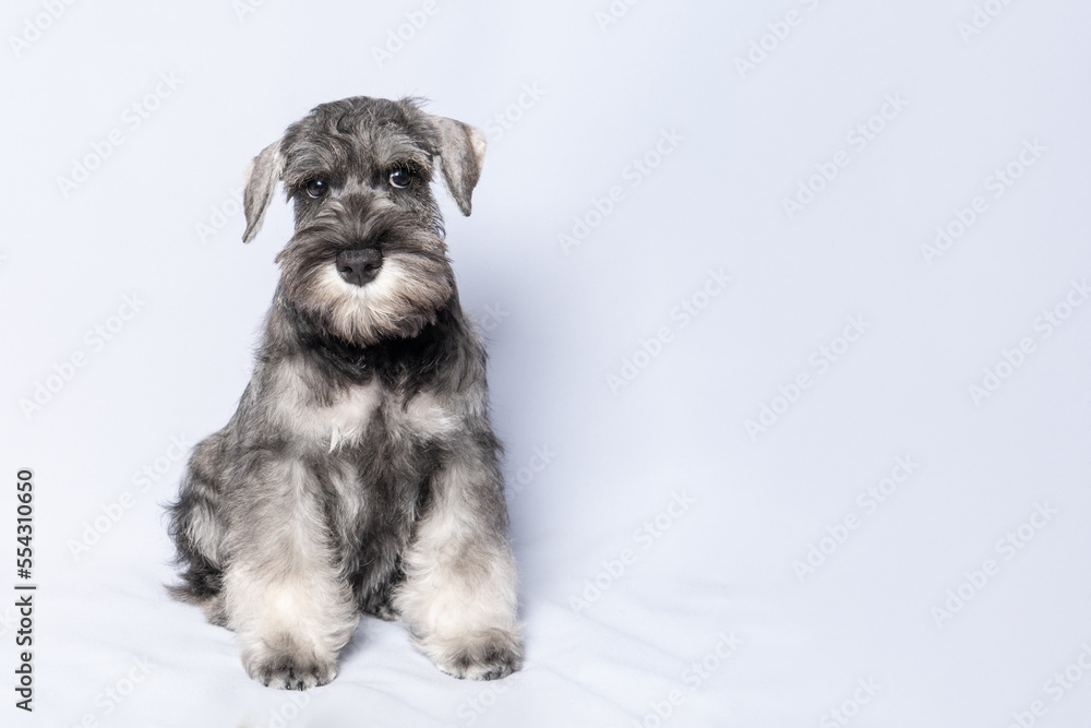 Schnauzer dog white-grey sits and looks at you on a white background, copy space. Sad puppy