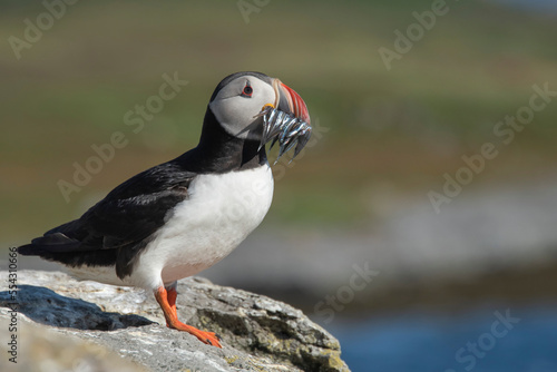 Portrait of a puffin on Vigur, an island of the Ísafjarðardjúp Fjord in the Westfjords, Iceland photo