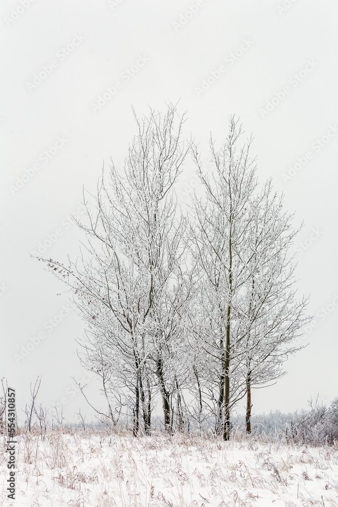 Groupings of heavily frosted trees in a snow-covered field; Alberta, Canada Groupings of heavily frosted trees in a snow-covered field; Alberta, Canada