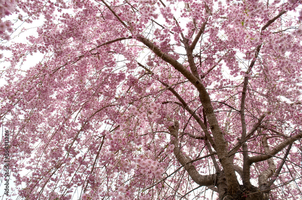 Weeping Higan cherry tree, Prunus subhirtella, in bloom in spring.; Providence, Rhode Island. Weeping Higan cherry tree, Prunus subhirtella, in bloom in spring.; Providence, Rhode Island.