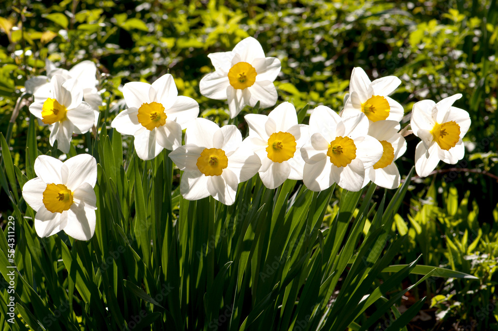 Line of spring daffodils, Narcissus species, in flower in springtime.; Cambridge, Massachusetts. Line of spring daffodils, Narcissus species, in flower in springtime.; Cambridge, Massachusetts.