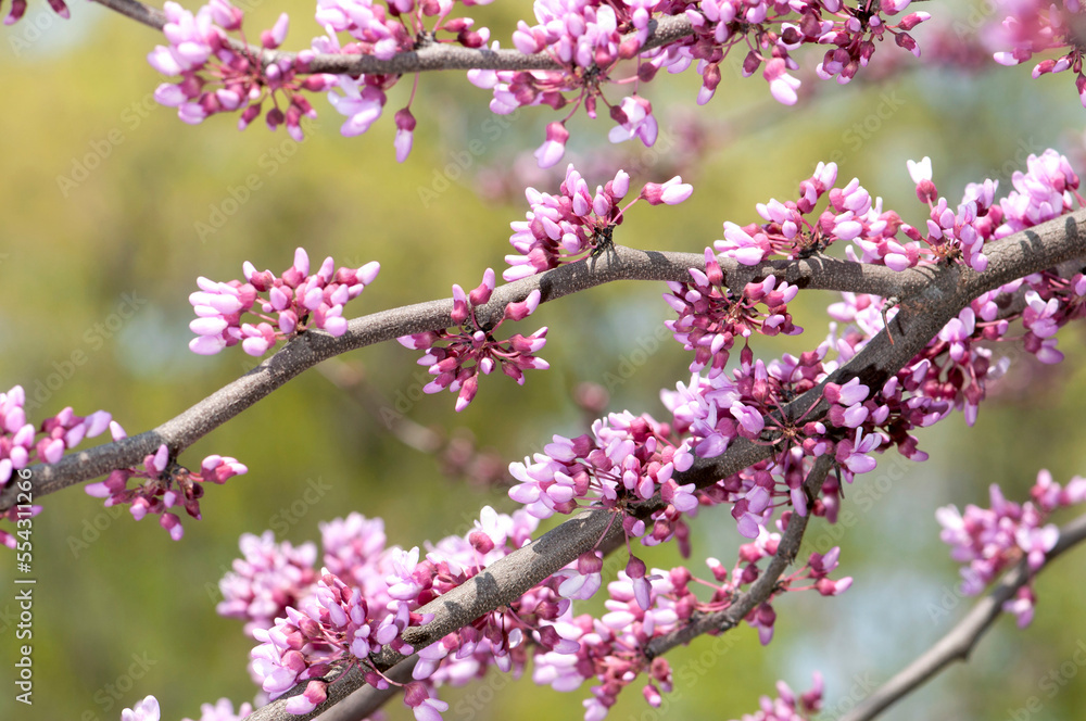 Flowering branches of eastern redbud, Ceris canadensis, in spring.; Jamaica Plain, Massachusetts. Flowering branches of eastern redbud, Ceris canadensis, in spring.; Jamaica Plain, Massachusetts.