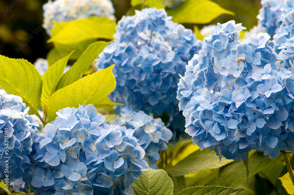 Mophead hydrangea flowers and leaves, Hydrangea macrophylla.; Brewster