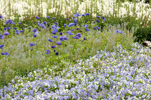 Garden with purple and white flowers including anemones and pansies.; Longwood Gardens, Pennsylvania. photo
