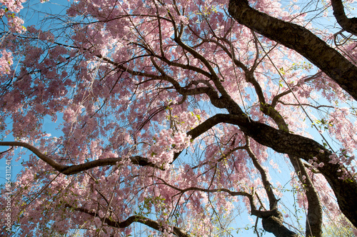 Canopy of weeping Higan cherry trees, Prunus subhirtella var. pendula.; Cambridge, Massachusetts. photo