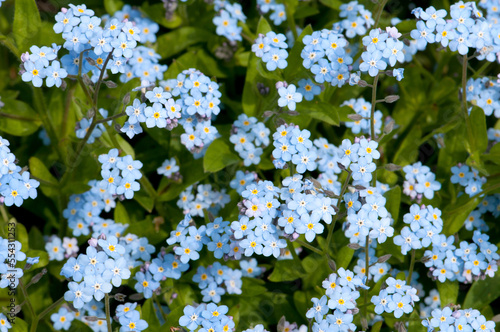 A cluster of forget me not flowers, Myosotis species, in springtime.; Boylston, Massachusetts. photo