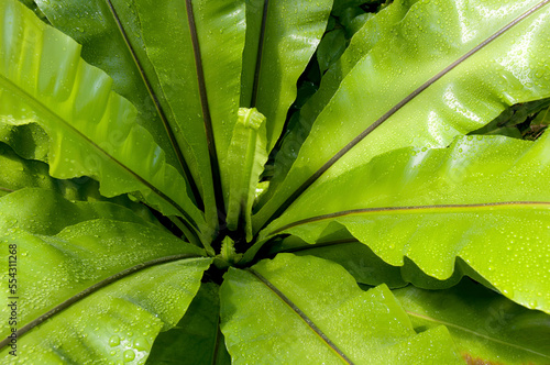 A bird's nest fern, Asplenium nidus, covered in water drops.; Framingham, Massachusetts.