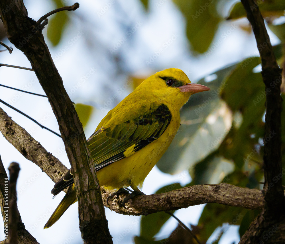 Golden oriole