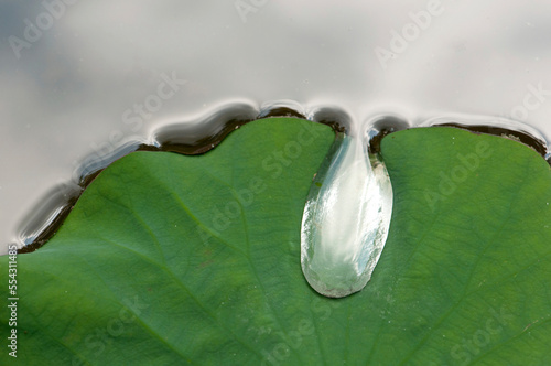 A large water drop puddling atop a water lily leaf.; Framingham, Massachusetts.