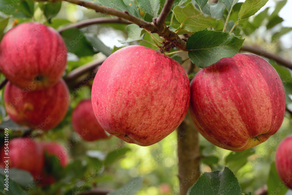 Close up of ripe apples on a tree.; Lexington, Massachusetts, USA. Close up of ripe apples on a tree.; Lexington, Massachusetts, USA.