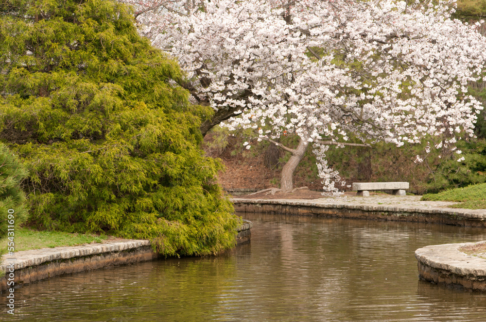 Japanese garden with flowering cherry tree, green shrub and pond.; Roger Williams Park, Providence, Rhode Island. Japanese garden with flowering cherry tree, green shrub and pond.; Roger Williams Park, Providence, Rhode Island.