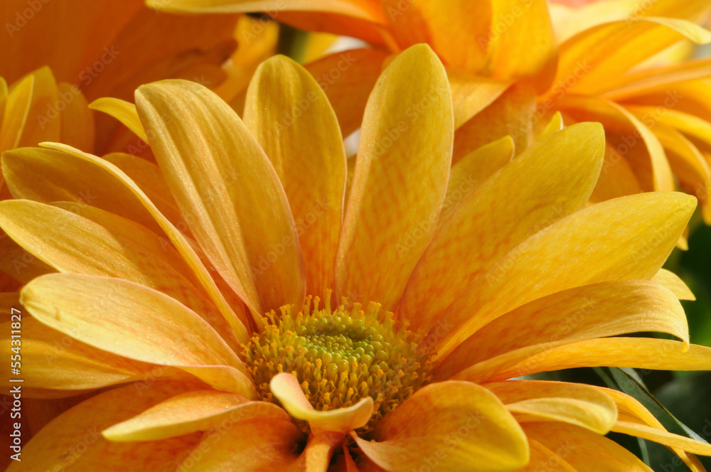 Close up of yellow ornamental daisies.; Arlington, Massachusetts. Close up of yellow ornamental daisies.; Arlington, Massachusetts.