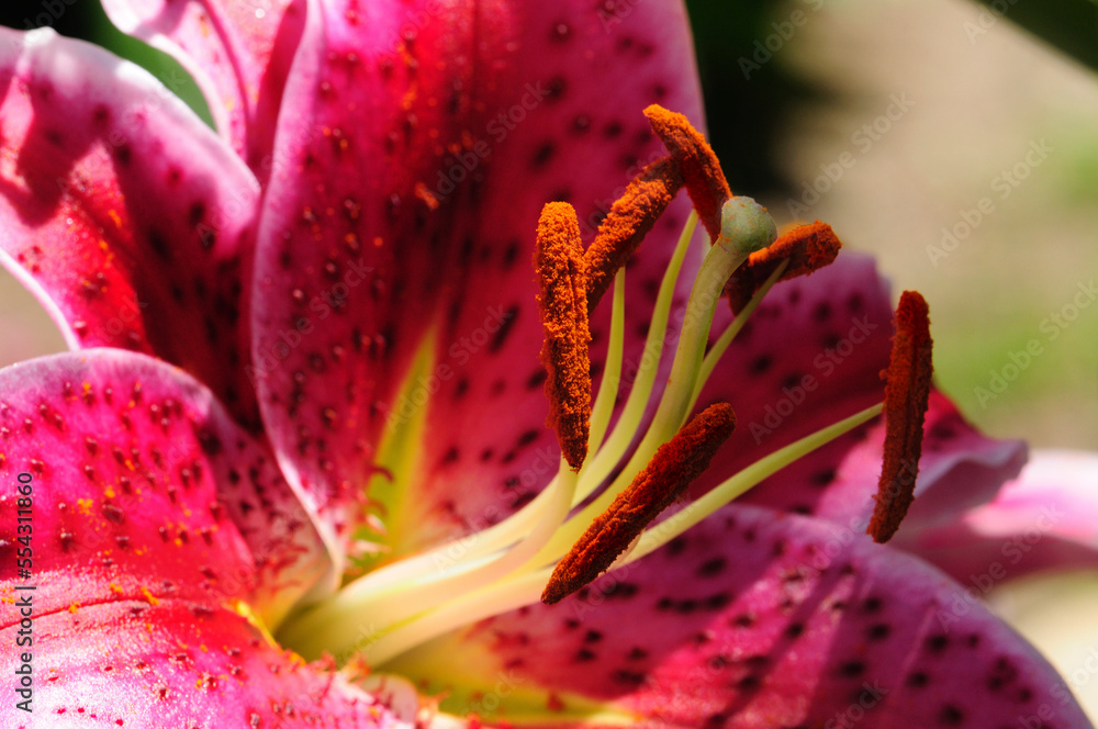 Close up of a stargazer lily, Lilium stargazer.; Lexington, Massachusetts. Close up of a stargazer lily, Lilium stargazer.; Lexington, Massachusetts.