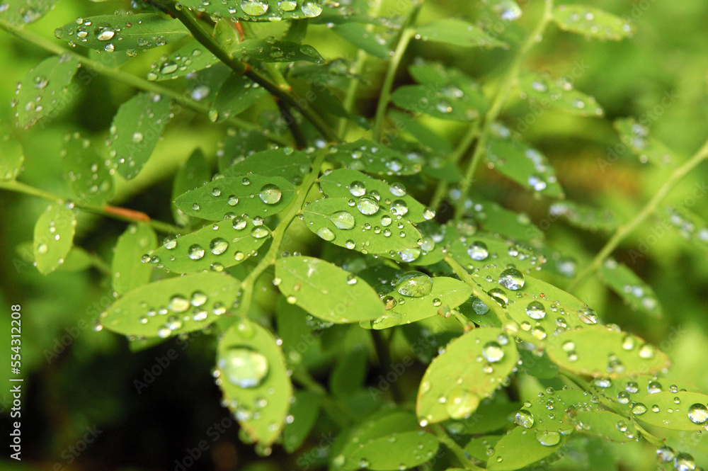 Water droplets on leaves in the understory of a temperate rainforest. Quinault Rain Forest, Olympic Peninsula, Washington state.; Olympic Peninsula,Washington Water droplets on leaves in the understory of a temperate rainforest. Quinault Rain Forest, Olympic Peninsula, Washington state.; Olympic Peninsula,Washington