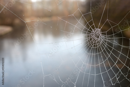 Spider web with glittering drops of frost winter day in the park