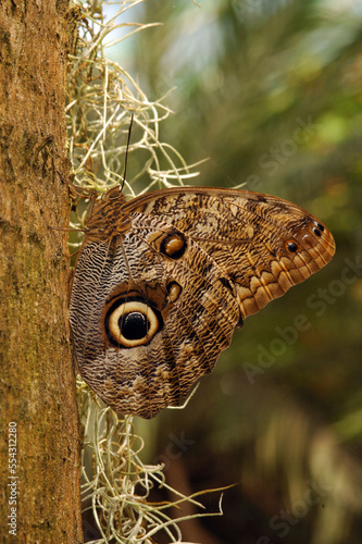 Owl butterfly, Calligo eurilochus, on a tree trunk.; Victoria, British Columbia, Canada photo