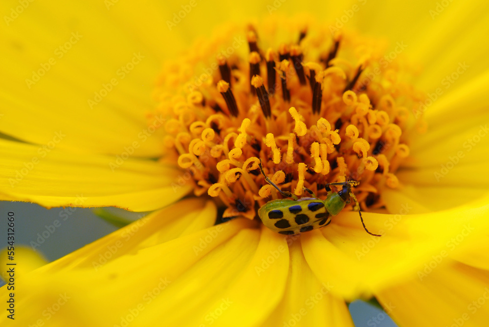 Green spotted beetle eating the pollen of a yellow daisy.; Arlington, Massachusetts. Green spotted beetle eating the pollen of a yellow daisy.; Arlington, Massachusetts.