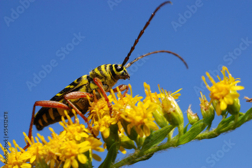 Locust borer beetle, Megacyllene robiniae, on goldenrod flowers.; Belmont, Massachusetts. photo