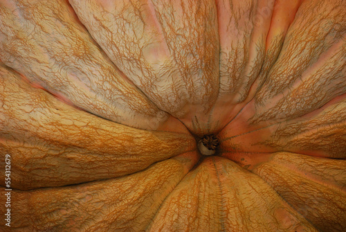 Close up of a giant pumpkin, Cucurbita maxima.; Topsfield, Massachusetts. photo