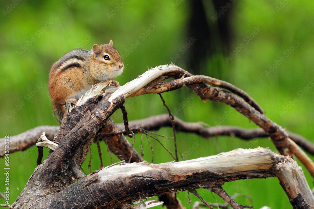 An eastern chipmunk with full cheek pouches sits on a branch.; Wellfleet, Cape Cod, Massachusetts. An eastern chipmunk with full cheek pouches sits on a branch.; Wellfleet, Cape Cod, Massachusetts.