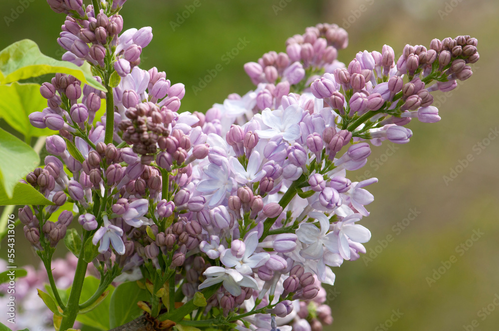 Close up of lilac flowers, Syringa x hyacinthiflora, in springtime.; Jamaica Plain, Massachusetts. Close up of lilac flowers, Syringa x hyacinthiflora, in springtime.; Jamaica Plain, Massachusetts.