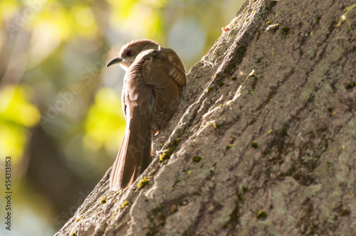 A black-billed cuckoo, Coccyzus erythropthalmus, on a tree trunk.; Cambridge, Massachusetts. photo