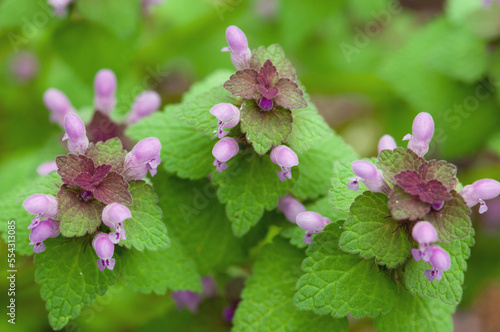 Flowering purple deadnettle plants, Lamium purpureum, in spring.; Beverly, Massachusetts. photo