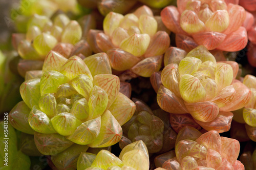 Close up of succulent window haworthia, Haworthia cymbiformis.; Wellesley, Massachusetts. photo