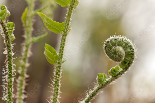 Log fern fiddlehead unfurling, Dryopteris celsa, in springtime.; Framingham, Massachusetts. photo