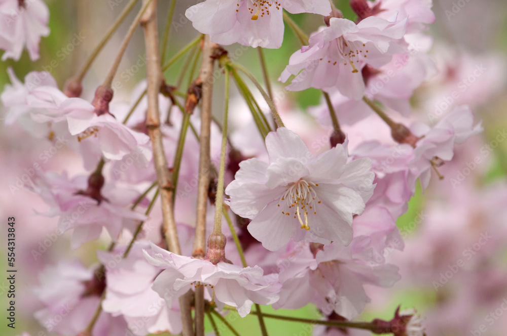 Flowering branches of a weeping Higan cherry tree, Prunus subhirtella.; Jamaica Plain, Massachusetts. Flowering branches of a weeping Higan cherry tree, Prunus subhirtella.; Jamaica Plain, Massachusetts.