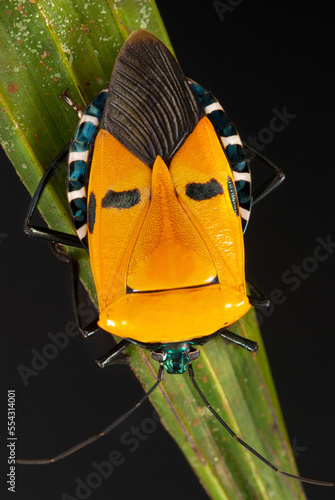 A sap-sucking pentatomid bug with markings resembling a human face.; Khao Chong Forest Reserve, Trang Province, Thailand. photo