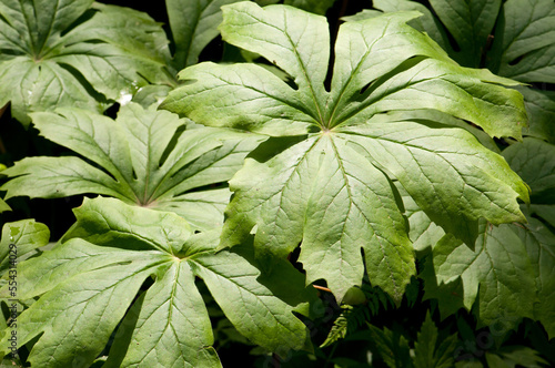 A cluster of mayapple plants, Podophyllum peltatum.; Framingham, Massachusetts. photo