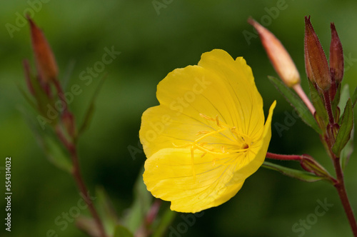 A yellow evening primrose, Oenothera fruticosa, flowers and buds.; Brewster, Cape Cod, Massachusetts. photo