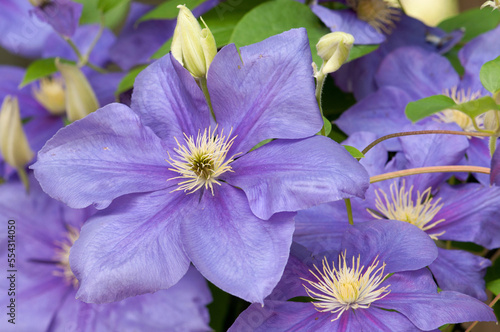 Close up of purple clematis flowers, Clematis species.; Belmont, Massachusetts. photo