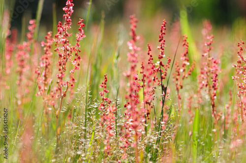 Close view of flowering sheep sorrel and grasses.; Assateague Island, Assateague Island National Seashore, Maryland. photo