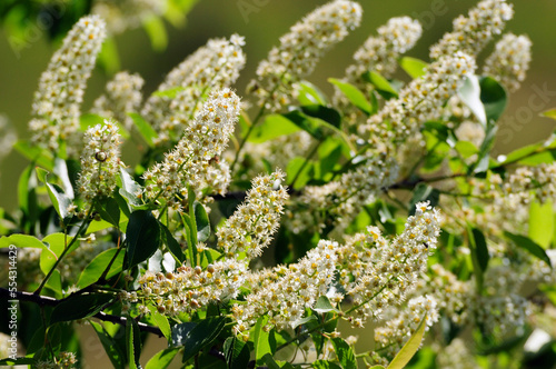 Flowering branches of black cherry tree, Prunus serotina.; Assateague Island National Seashore, Assateague Island, Maryland. photo