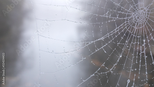 Spider web with glittering drops of frost on a foggy winter day in the park © rozaivn58