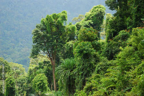 A lush rain forest viewed from the top of the Ton Pliw Waterfall.; Khao Chong Forest Reserve, Trang Province, Thailand. photo