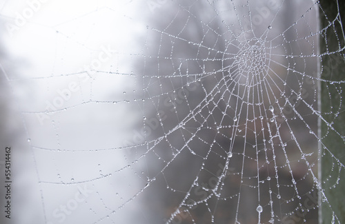Spider web with glittering drops of frost on a foggy winter day in the park
