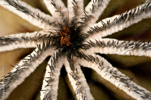Close up of a cactus, Eubelmannia pectinifera.; Wellesley, Massachusetts. photo