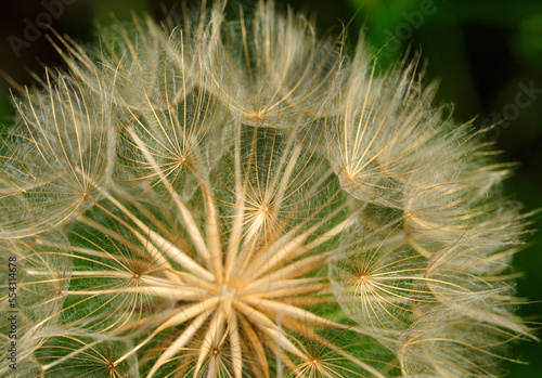 The seed head of a western salsify plant, Tragopogon dubius.; Belmont, Massachusetts. photo