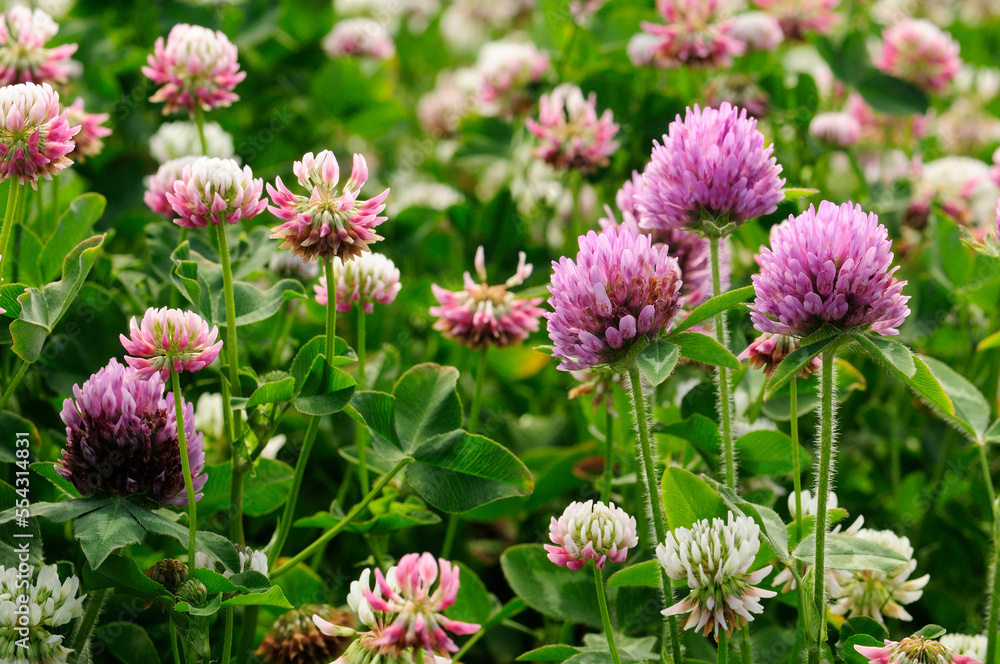 Close view of red and white clover in bloom.; Arlington, Massachusetts. Close view of red and white clover in bloom.; Arlington, Massachusetts.