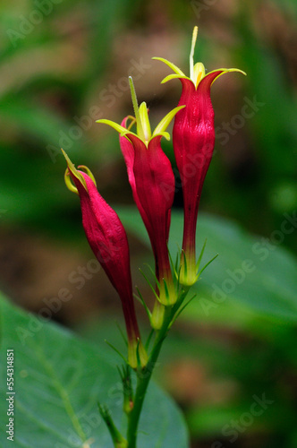 Close up of three Indian pink plant flowers, Spigelia marilandica.; Framingham, Massachusetts. photo