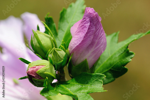 Close up of rose of Sharon buds opening up.; Lexington, Massachusetts.