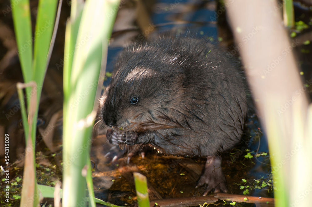 A wet baby muskrat eating plant matter in a swamp.; Great Meadows National Wildlife Refuge, Concord, Massachusetts. A wet baby muskrat eating plant matter in a swamp.; Great Meadows National Wildlife Refuge, Concord, Massachusetts.