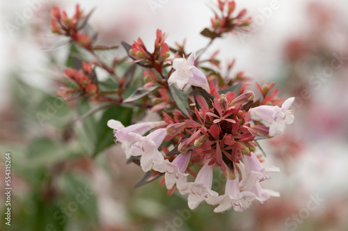 Close up of a cluster of abelia flowers in fog.; Orleans, Cape Cod, Massachusetts. photo