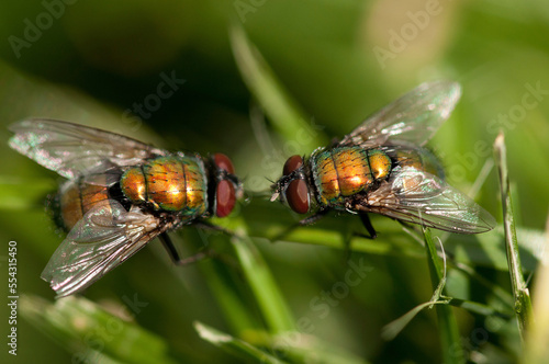 Two male green bottle flies, Lucilia species, facing off on a blade of grass.; McClennen Park, Arlington, Massachusetts. photo